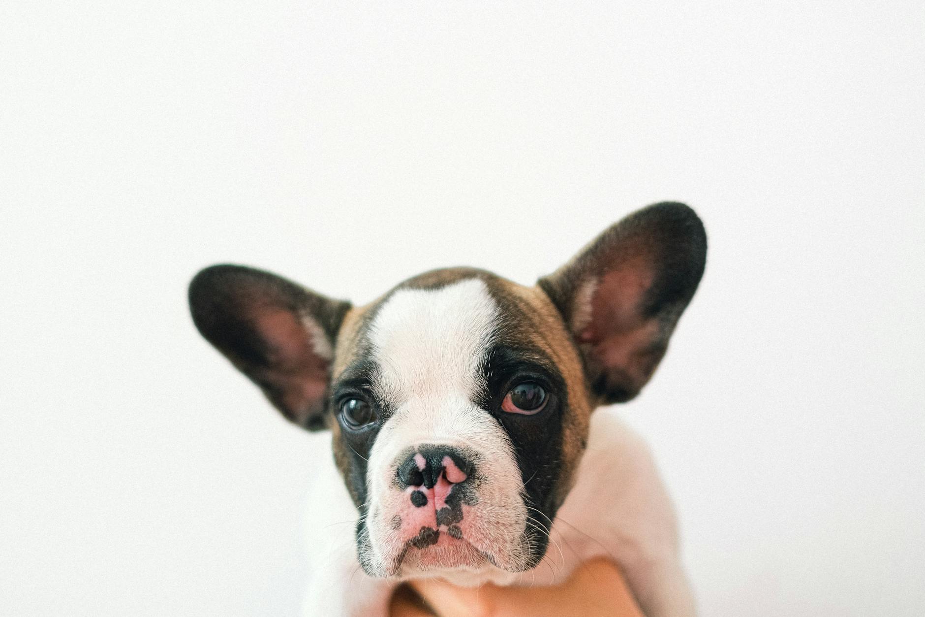 French Bulldog Puppy For Sale: Your Complete UK Guide to Finding the Perfect Companion - zdjecie w tresci