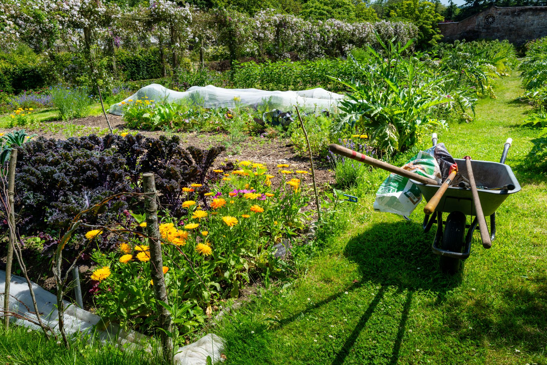 Ilustracja: Allotments for Beginners UK: How to Get a Plot and Grow Allotments for Beginners UK: How to Get a Plot and Grow Food in Your First Year - zdjecie w tresci