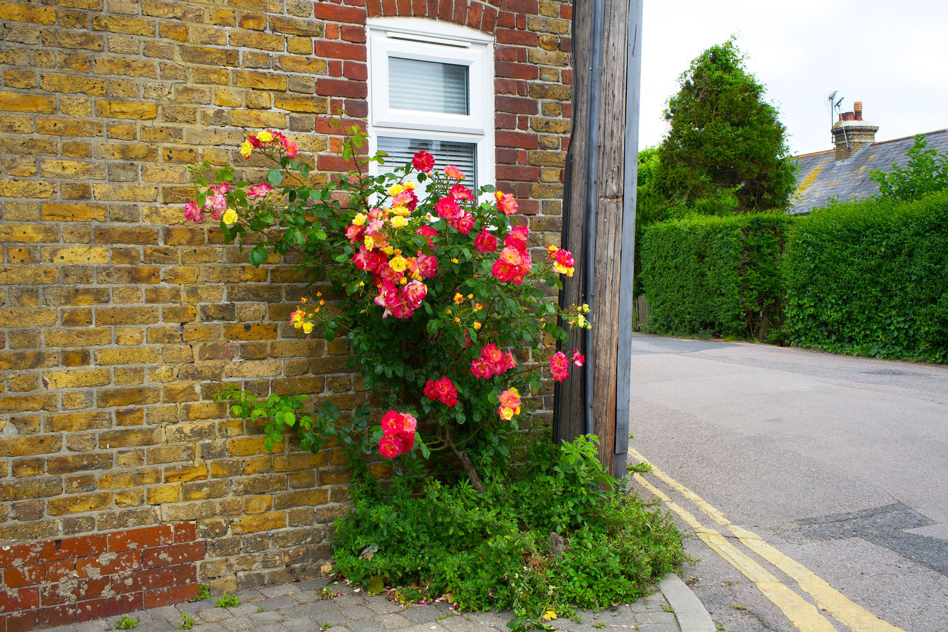 Ilustracja: Britain in Bloom Entry Guide: How Your Community Can Wi Britain in Bloom Entry Guide: How Your Community Can Win Gold - zdjecie w tresci
