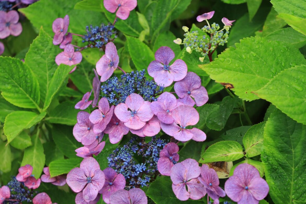 Britain in Bloom Entry Guide: How Your Community Can Win Gold - ilustracja artykulu