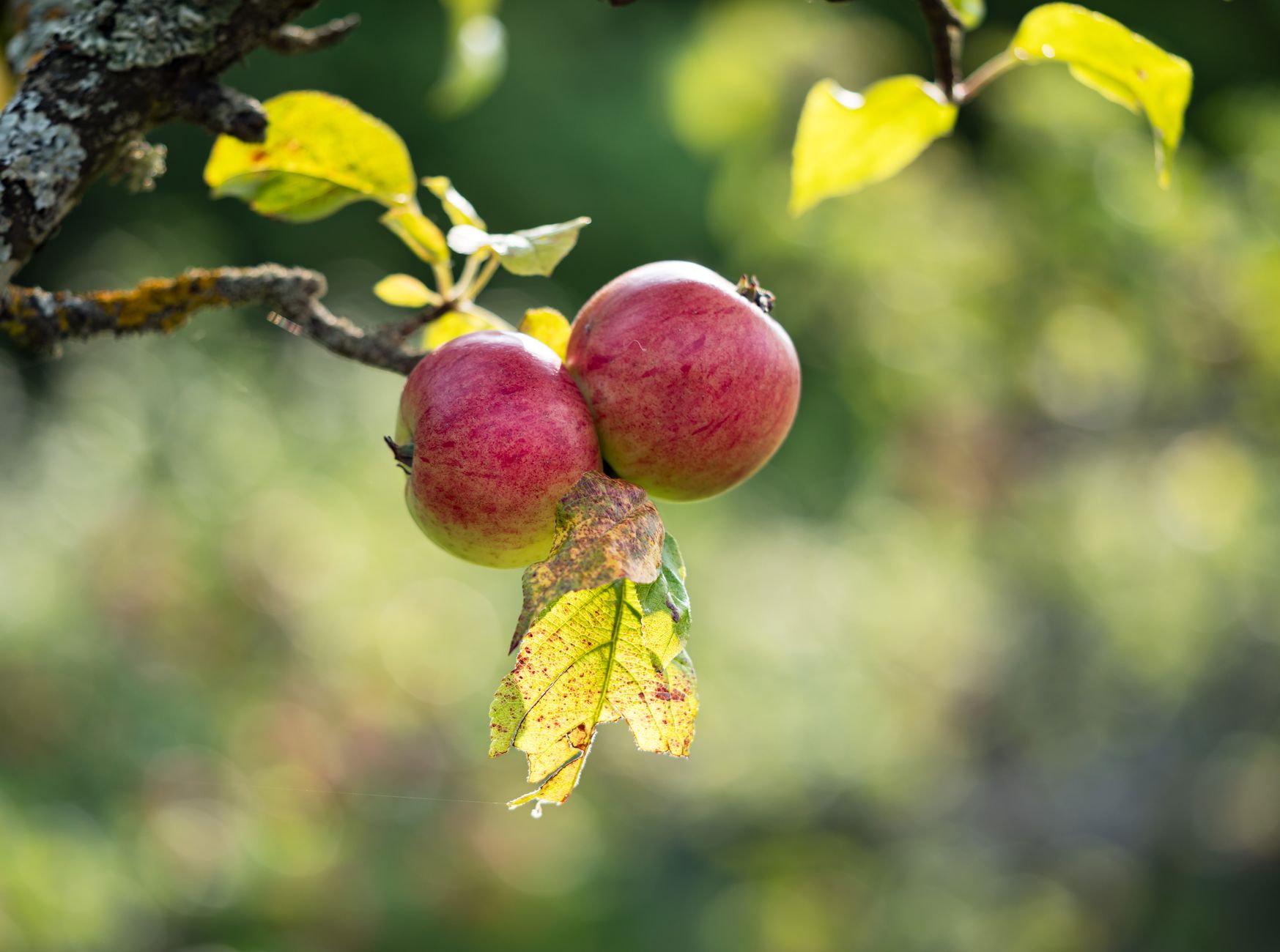 Community Orchard Planting Guide: Site, Trees and First Harvest - zdjecie w tresci