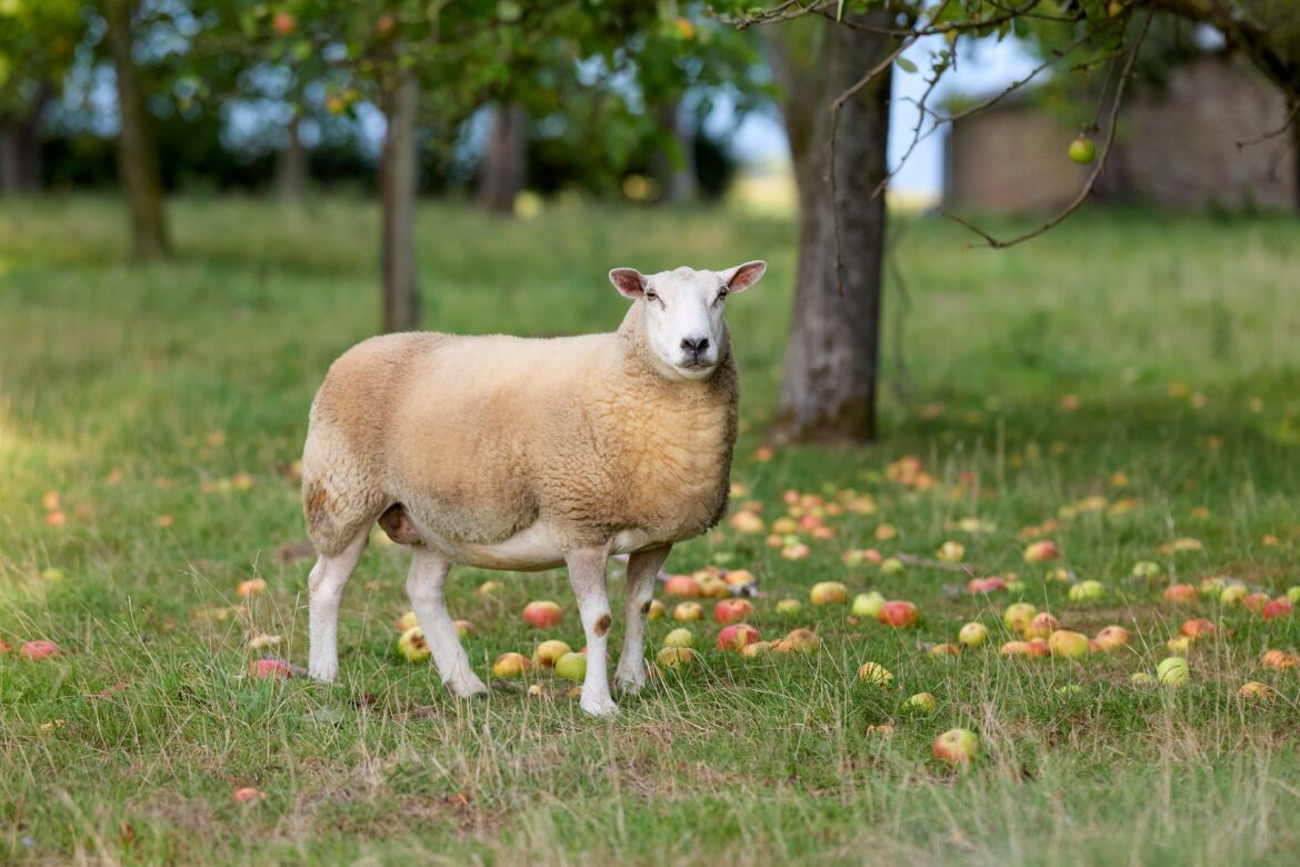 Community Orchard Planting Guide: Site, Trees and First Harvest - ilustracja artykulu